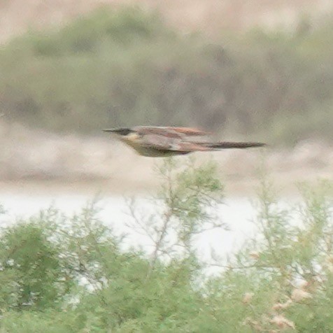 Great Spotted Cuckoo - ML618379530