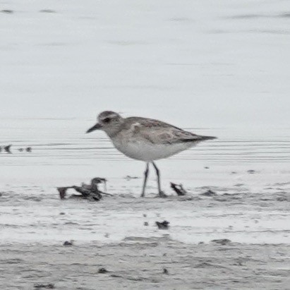 Black-bellied Plover - ML618379541