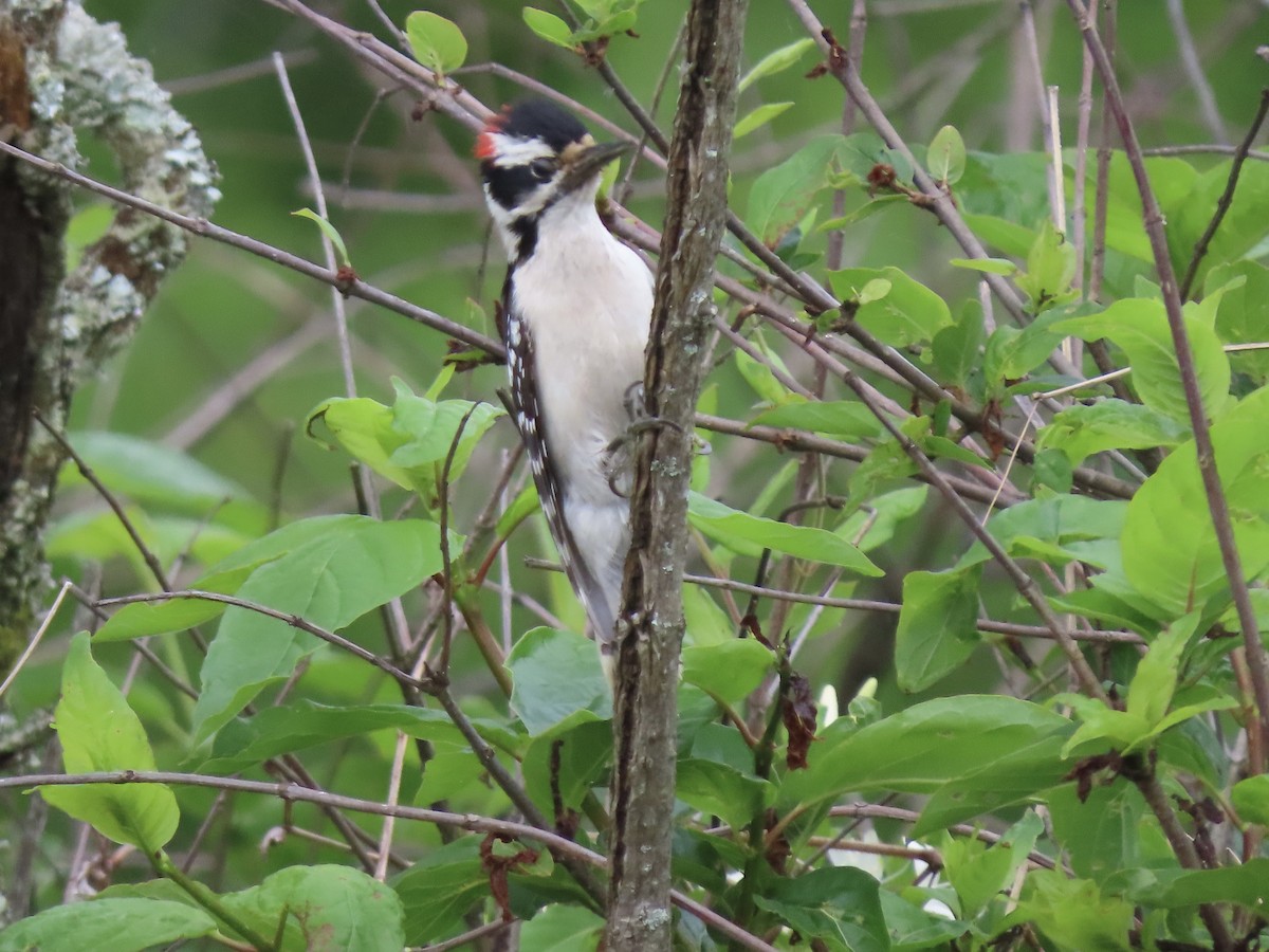 Downy Woodpecker - ML618379550