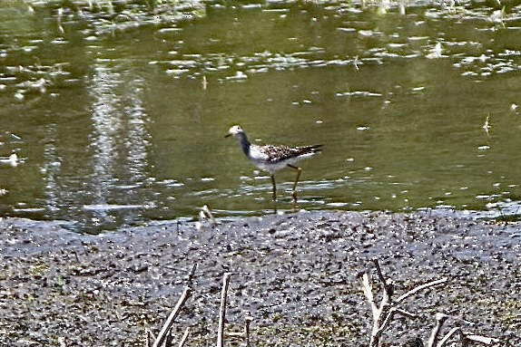 Lesser Yellowlegs - Liz Basler