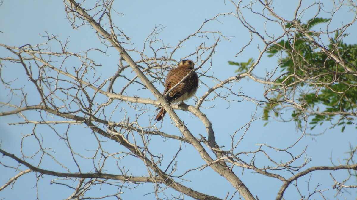 American Kestrel - ML618379611