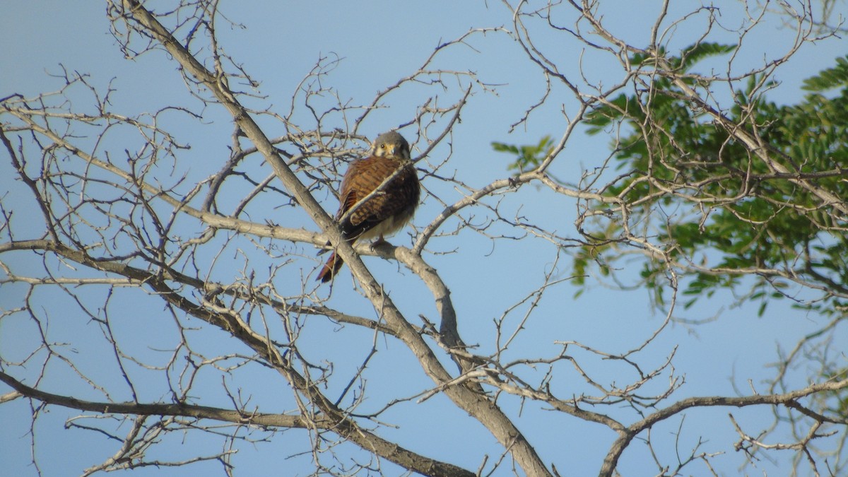 American Kestrel - ML618379612