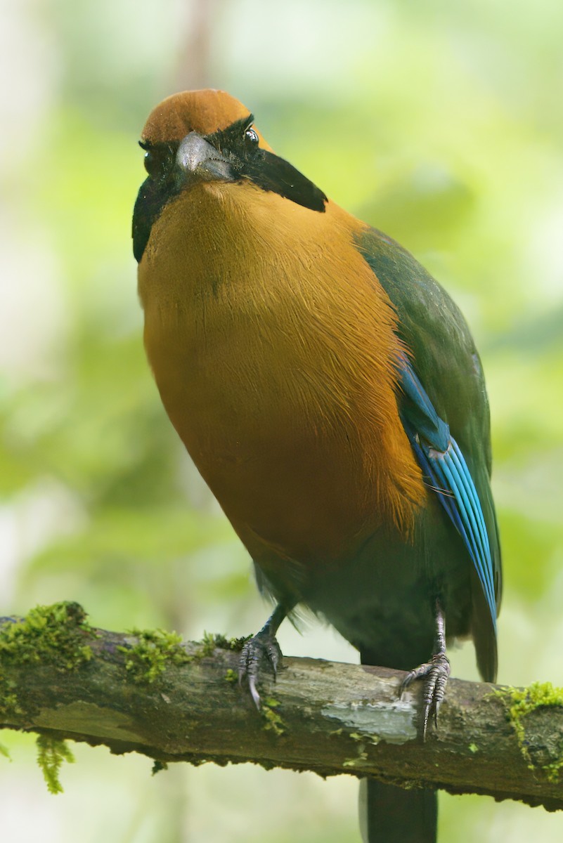 Rufous Motmot - Gareth Bowes