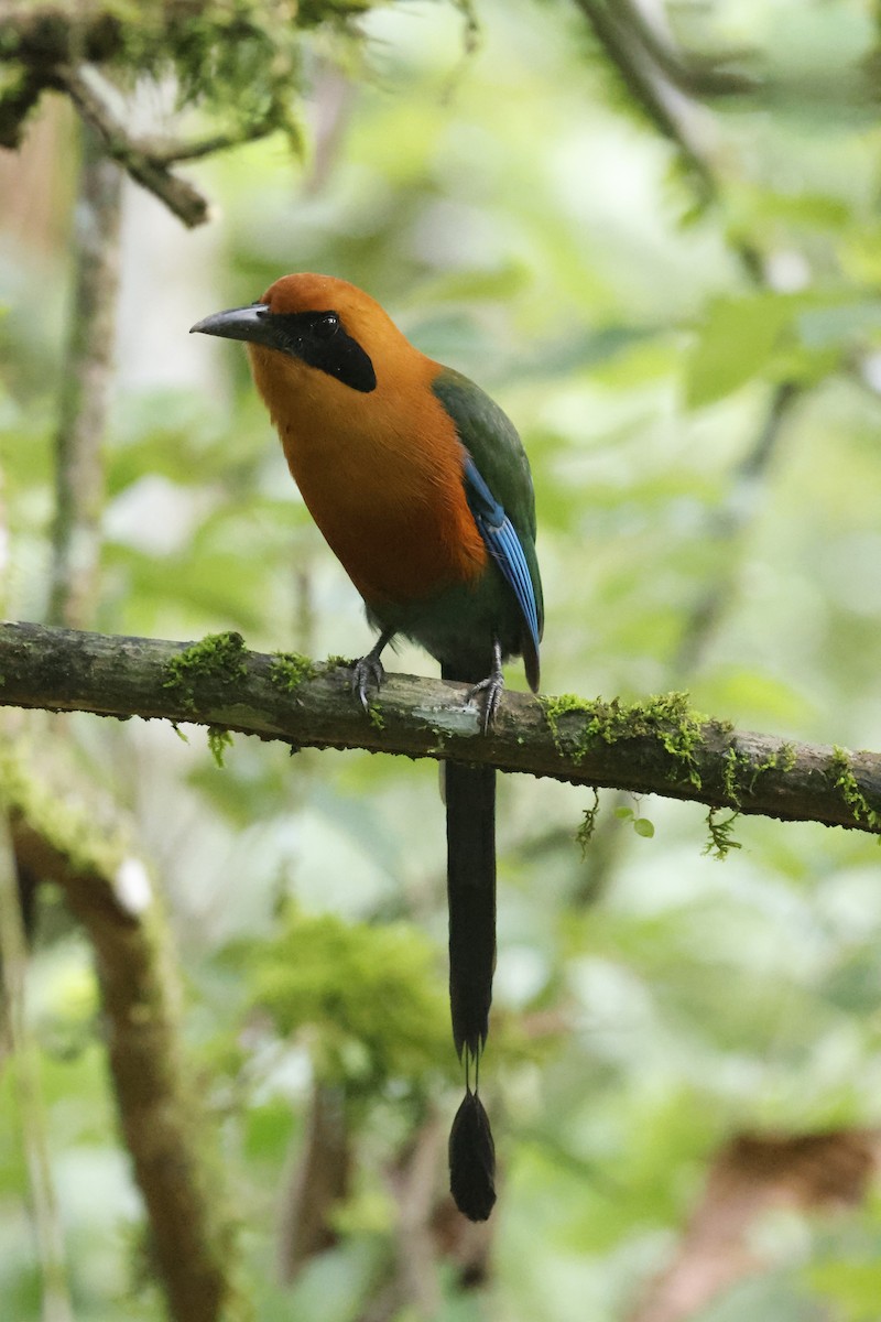 Rufous Motmot - Gareth Bowes