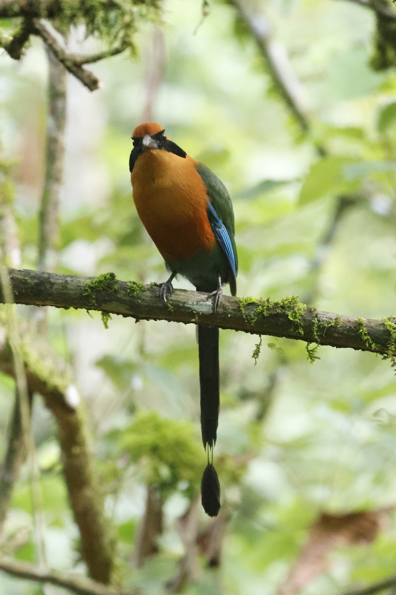 Rufous Motmot - Gareth Bowes