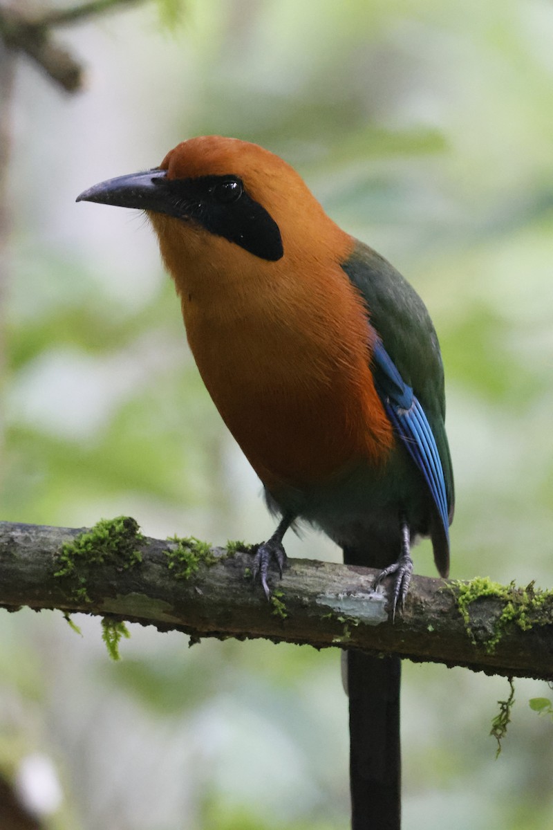 Rufous Motmot - Gareth Bowes