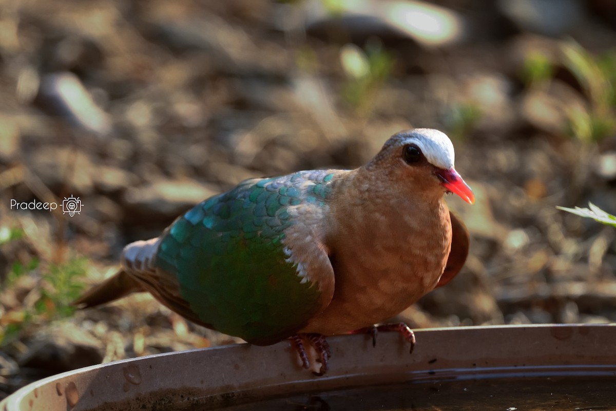 Asian Emerald Dove - Pradeep Choudhary