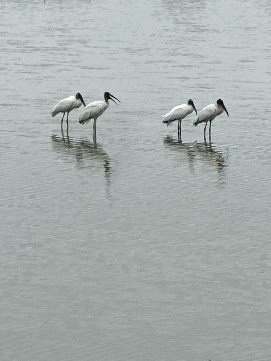 Wood Stork - Rebecca Merrill