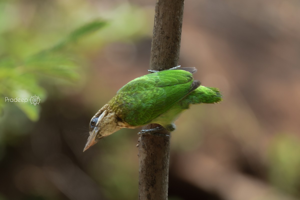 White-cheeked Barbet - Pradeep Choudhary