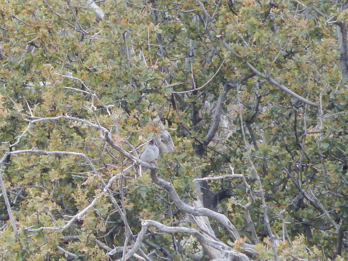 Black-chinned Sparrow - ML618379643