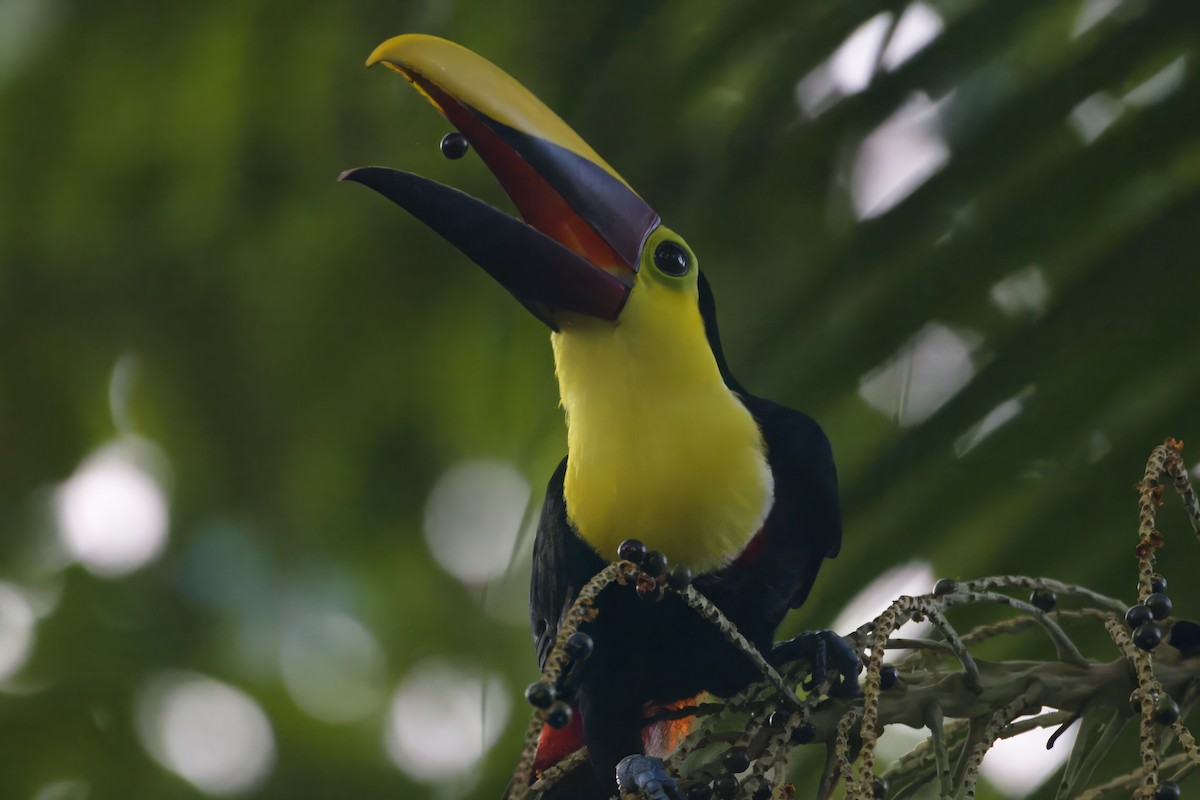 Yellow-throated Toucan - Gareth Bowes