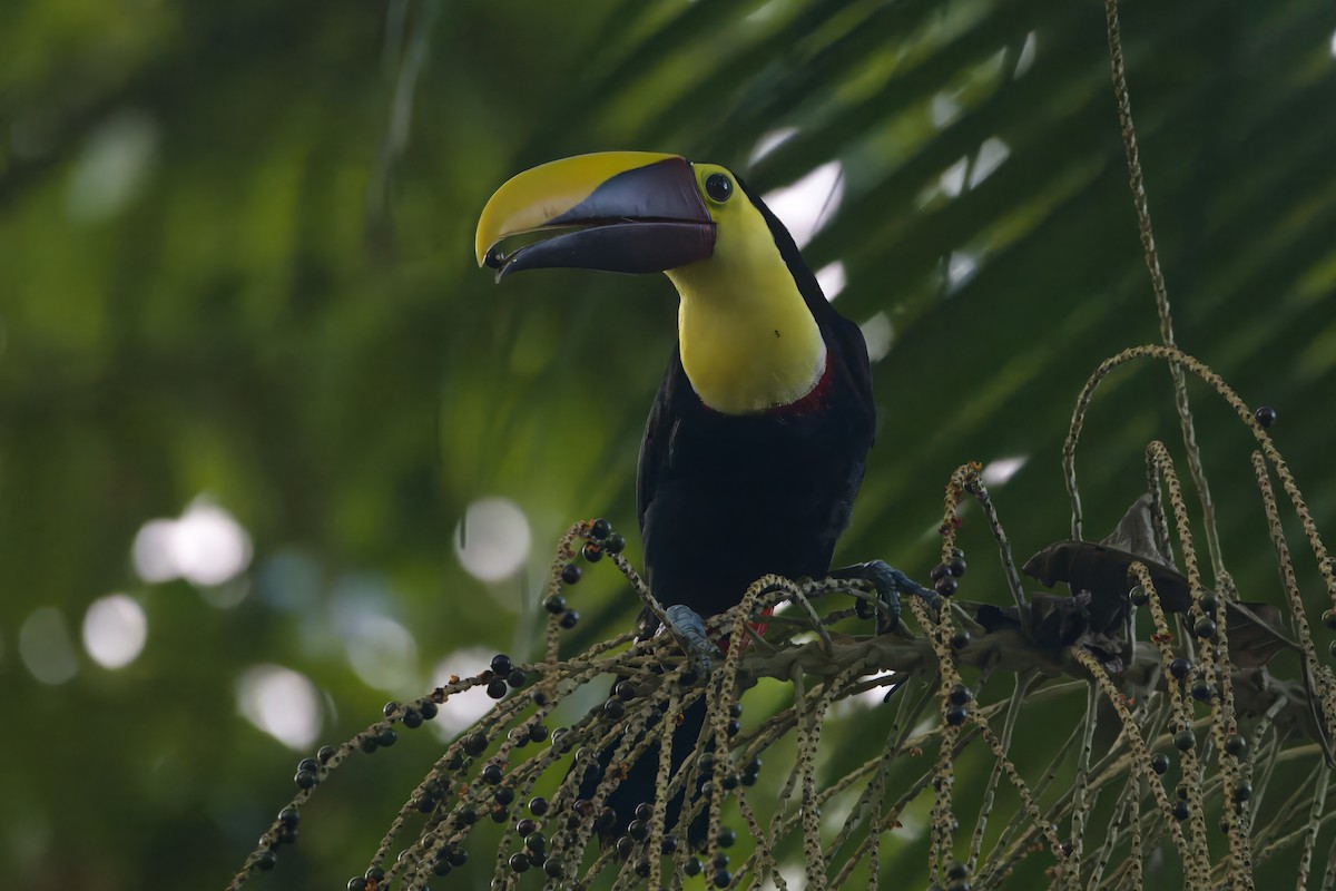 Yellow-throated Toucan - Gareth Bowes