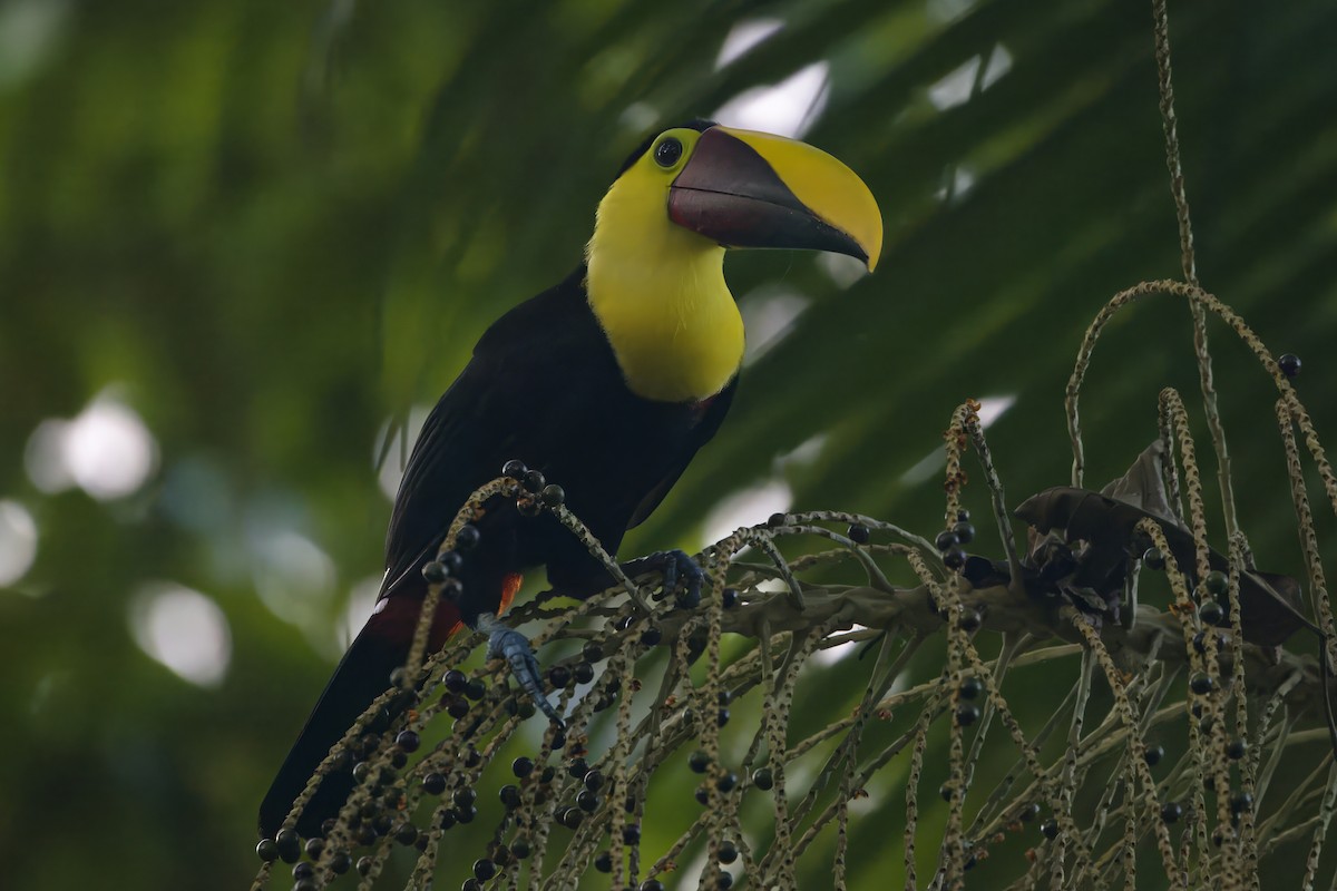 Yellow-throated Toucan - Gareth Bowes