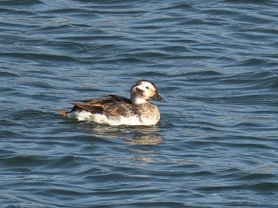 Long-tailed Duck - Joey Kellner