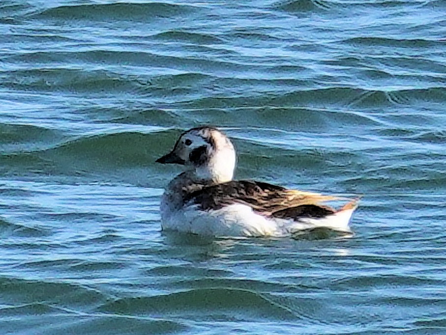 Long-tailed Duck - Joey Kellner