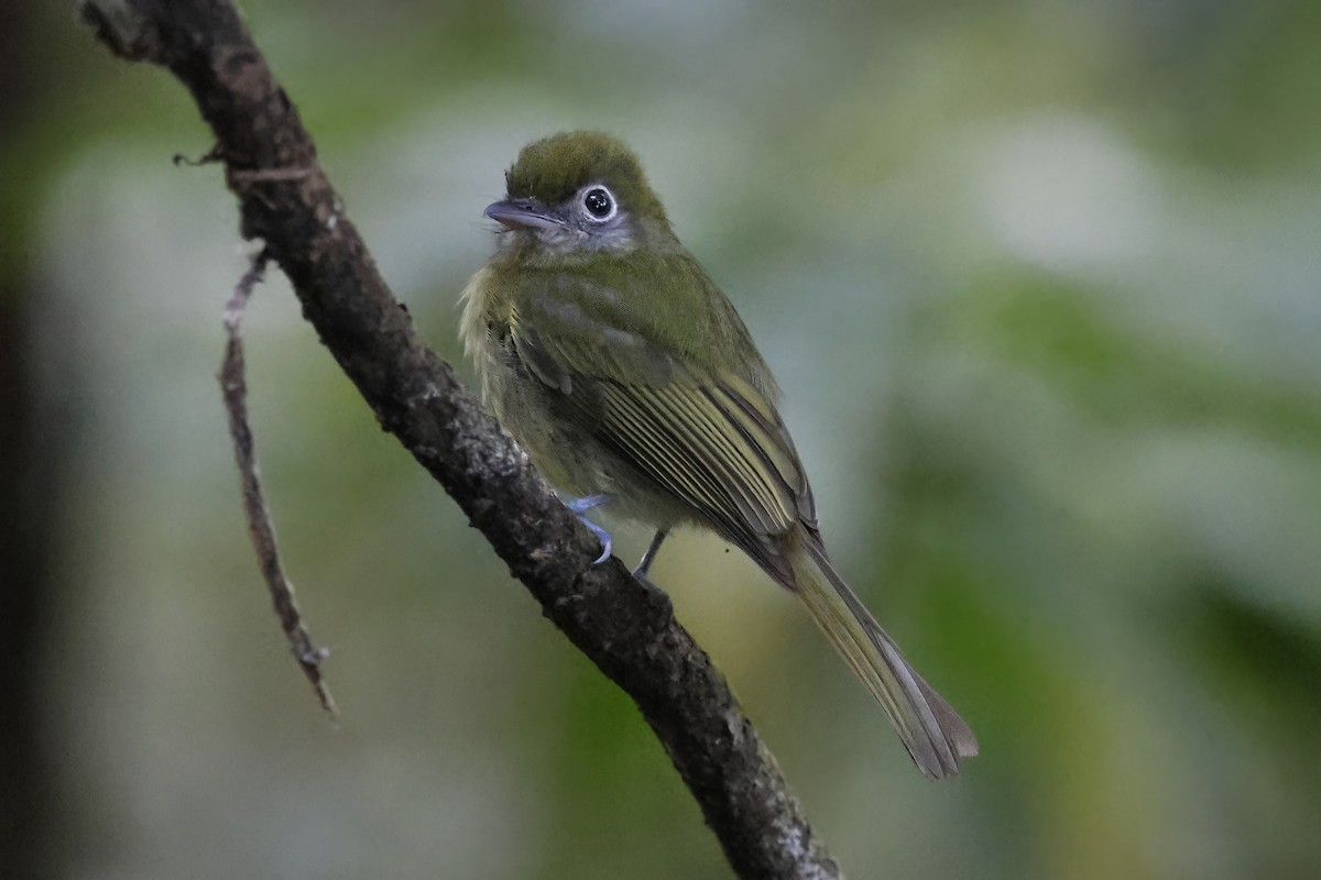 Eye-ringed Flatbill - Gareth Bowes