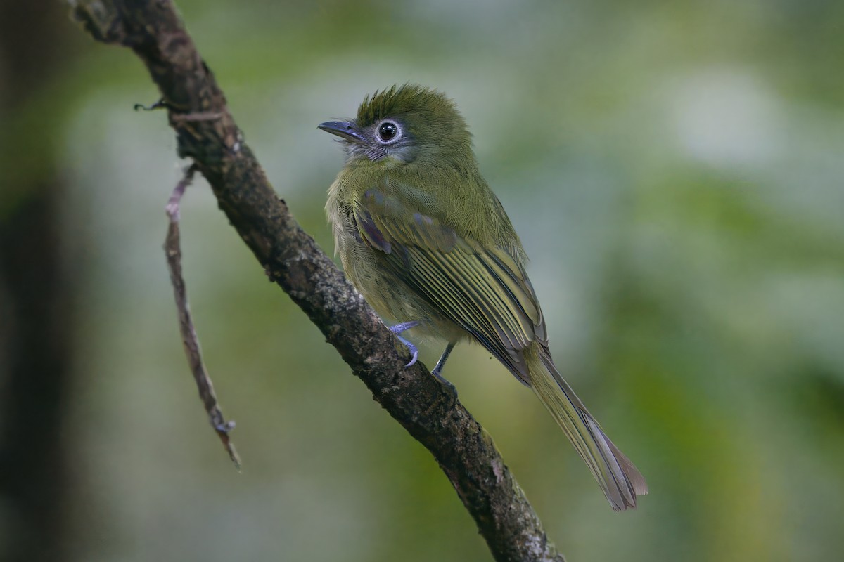 Eye-ringed Flatbill - Gareth Bowes