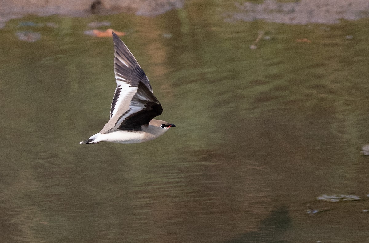 Small Pratincole - Daniel Gornall