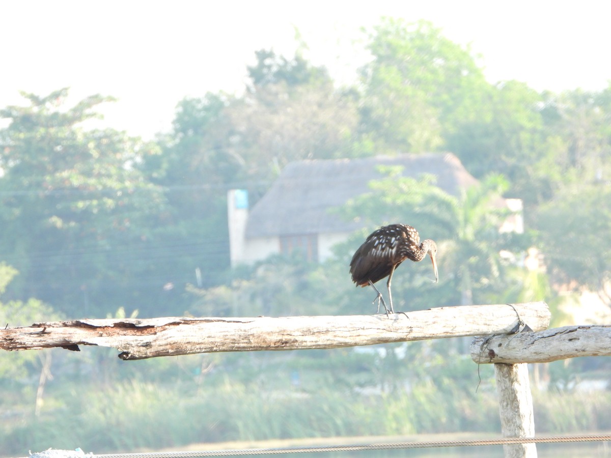 Limpkin - Angel Castillo Birdwatching Guide