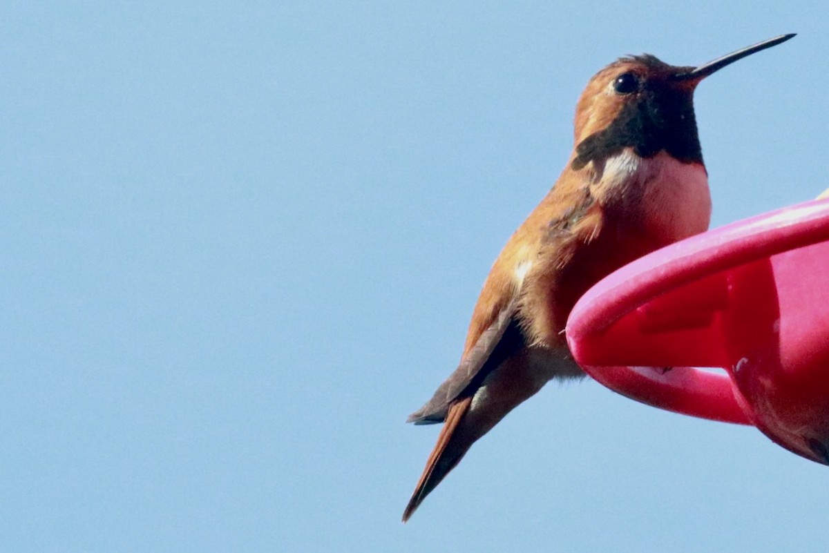 Rufous Hummingbird - Brian White