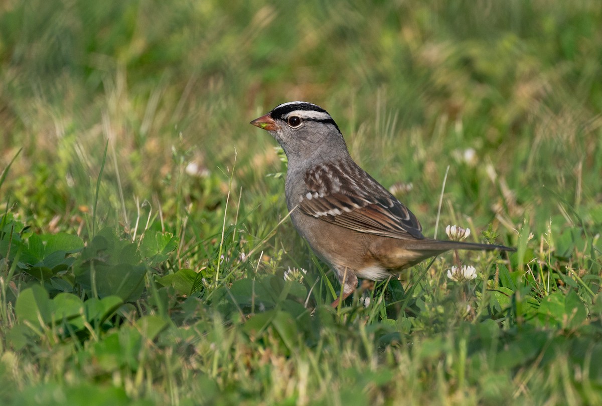 White-crowned Sparrow - William Higgins