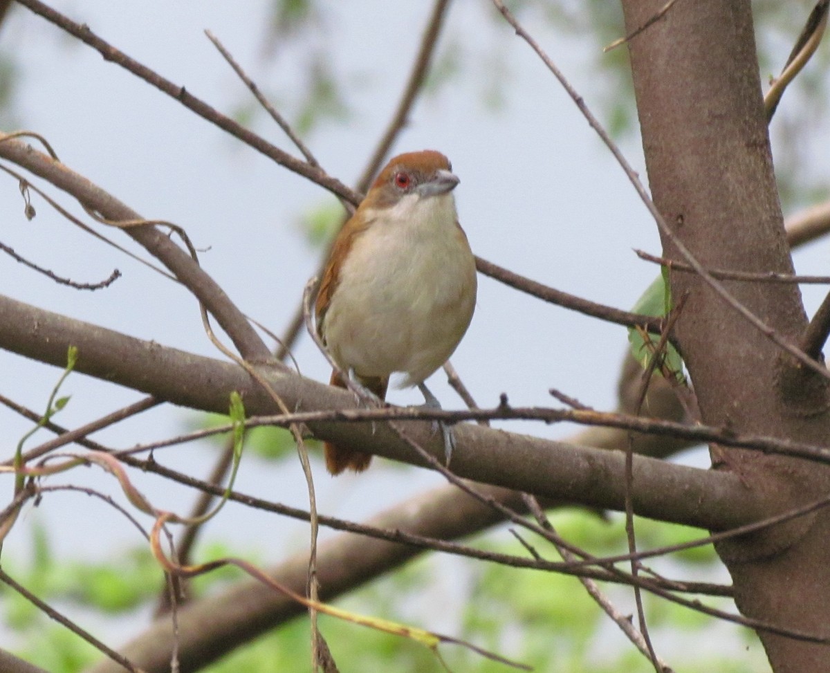 Great Antshrike - ML618379814