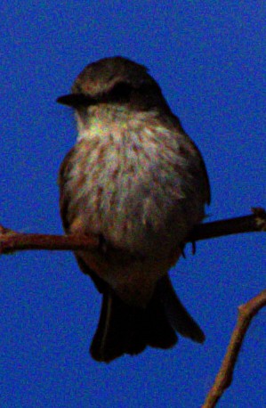 Vermilion Flycatcher - Andrew Melnick