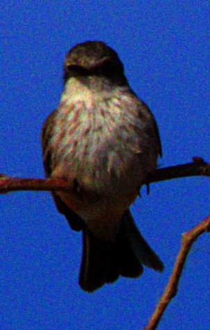 Vermilion Flycatcher - ML618379841