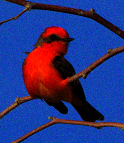 Vermilion Flycatcher - Andrew Melnick