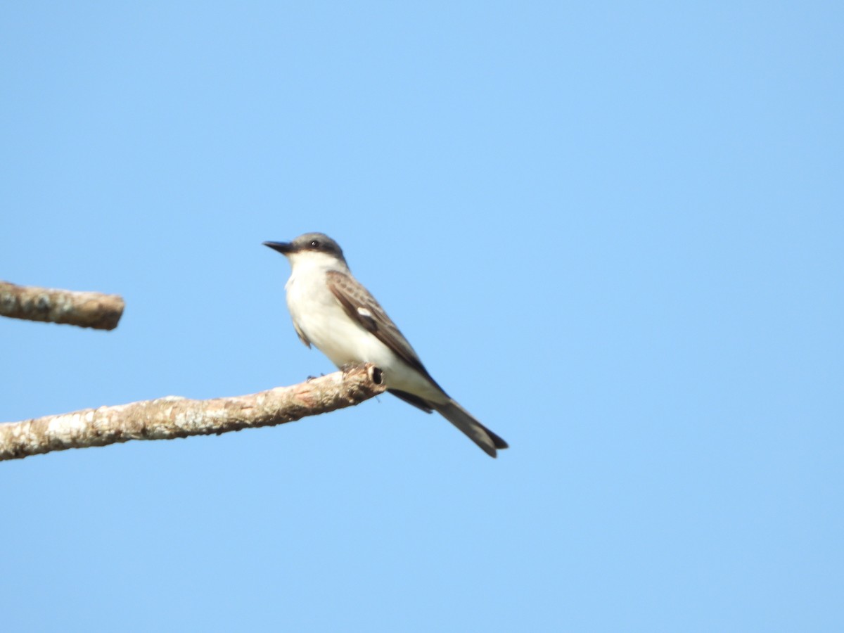 Gray Kingbird - ML618379858