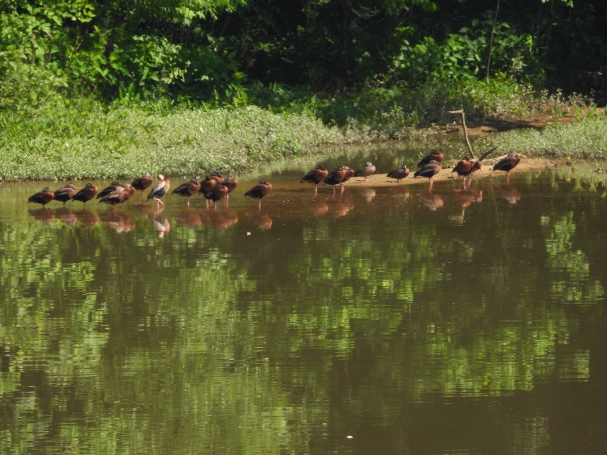 Black-bellied Whistling-Duck - ML618379926