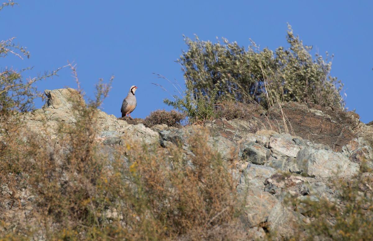 Chukar - Jonathan Farooqi