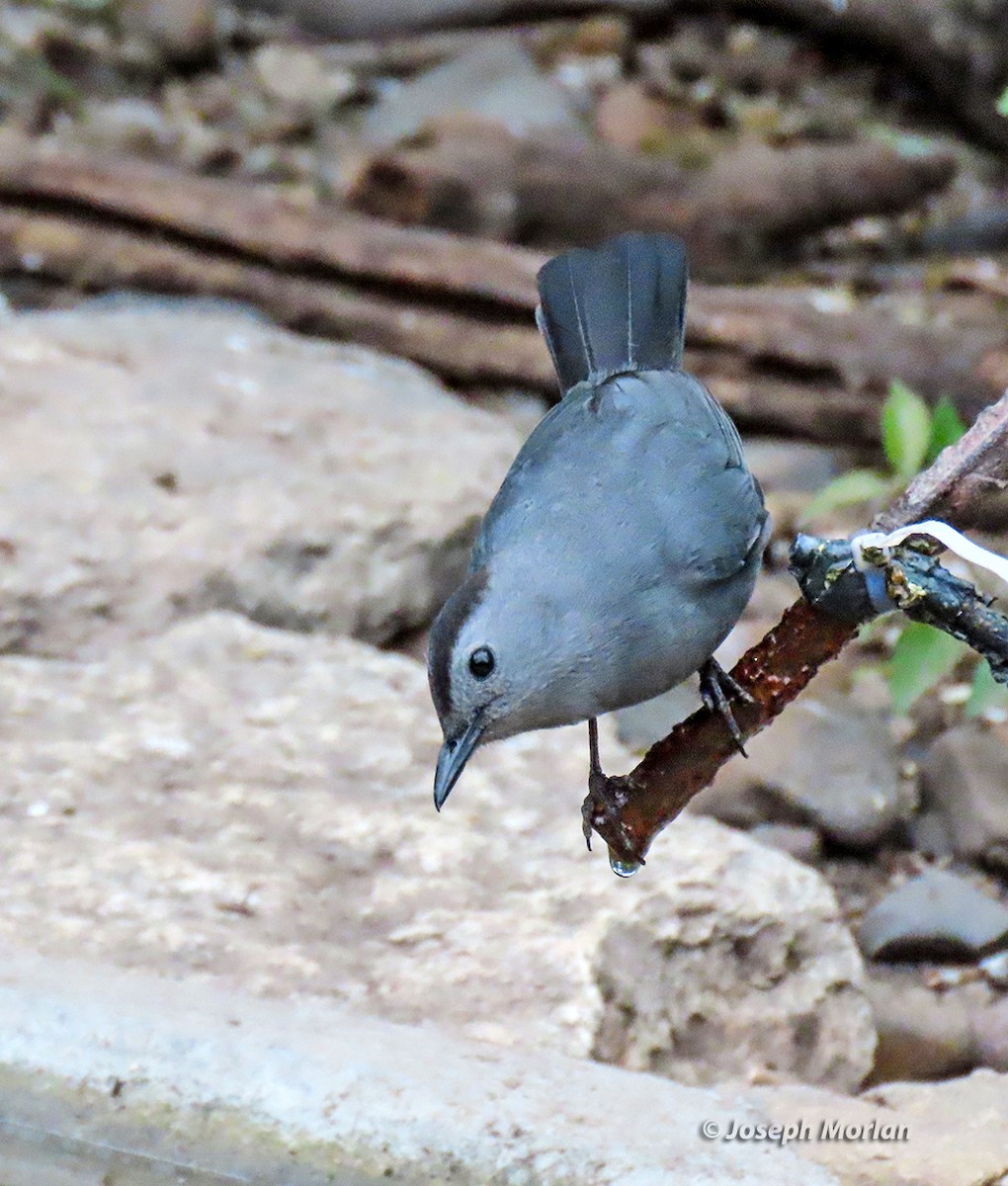 Gray Catbird - Joseph Morlan