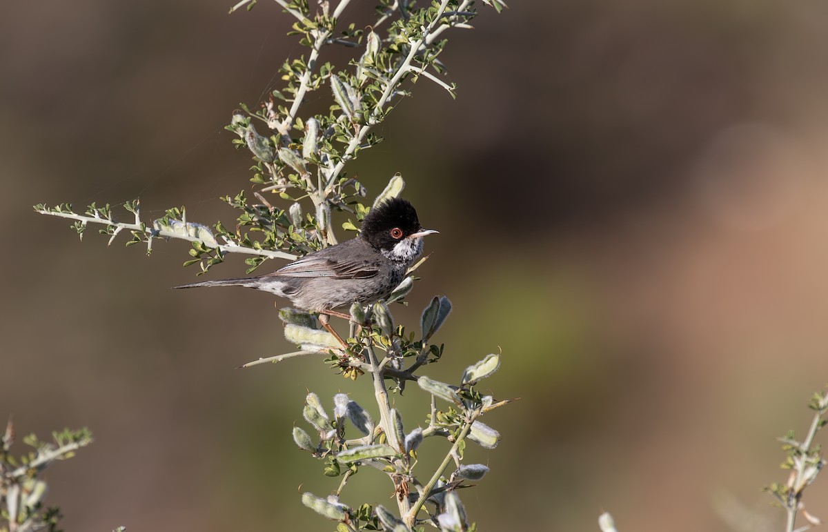 Cyprus Warbler - ML618380005