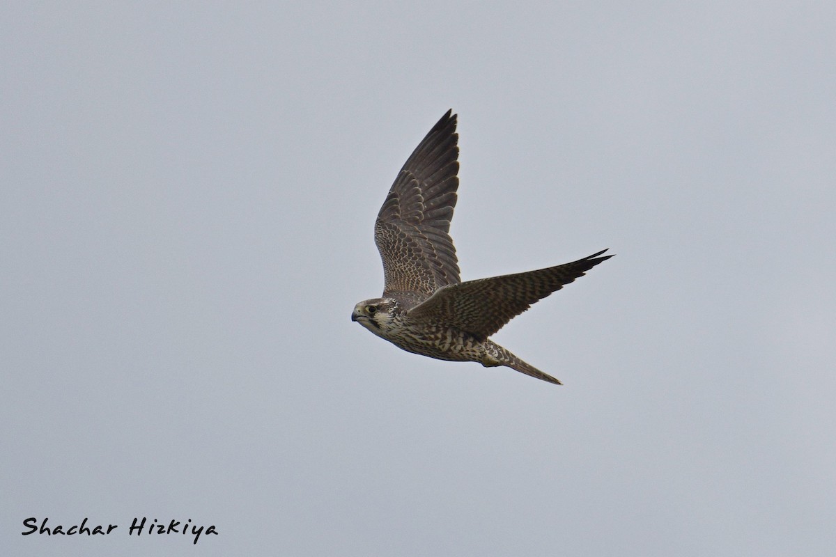 Peregrine Falcon - ML618380036
