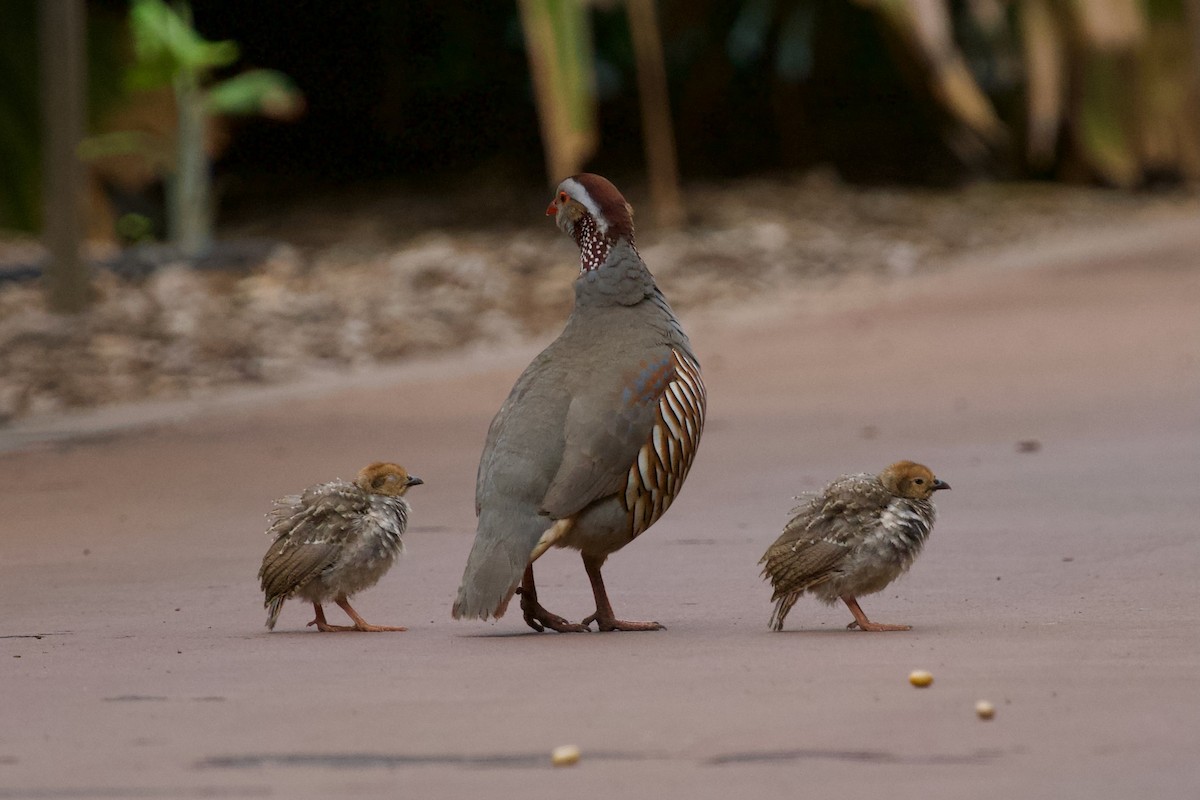 Barbary Partridge - ML618380067