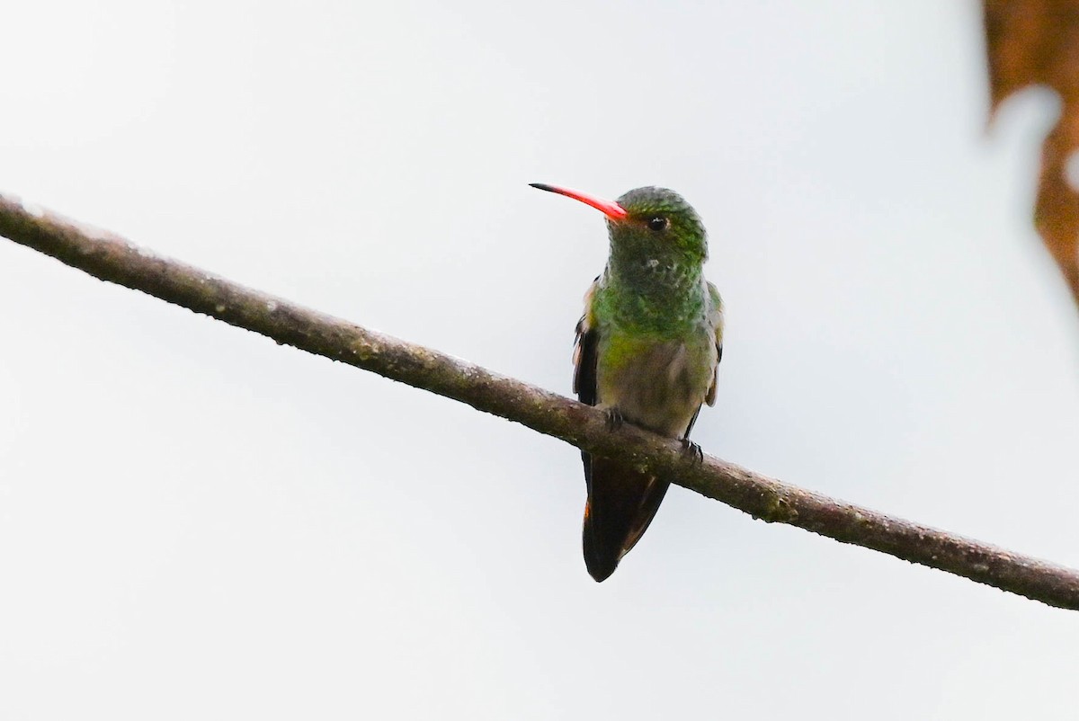 Rufous-tailed Hummingbird - Guillermo Padierna