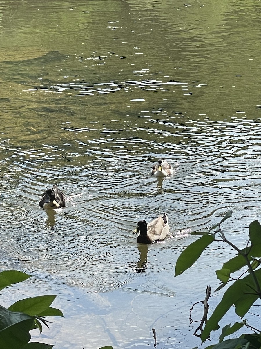 Anatidae sp. (dabbling duck sp.) - ML618380094