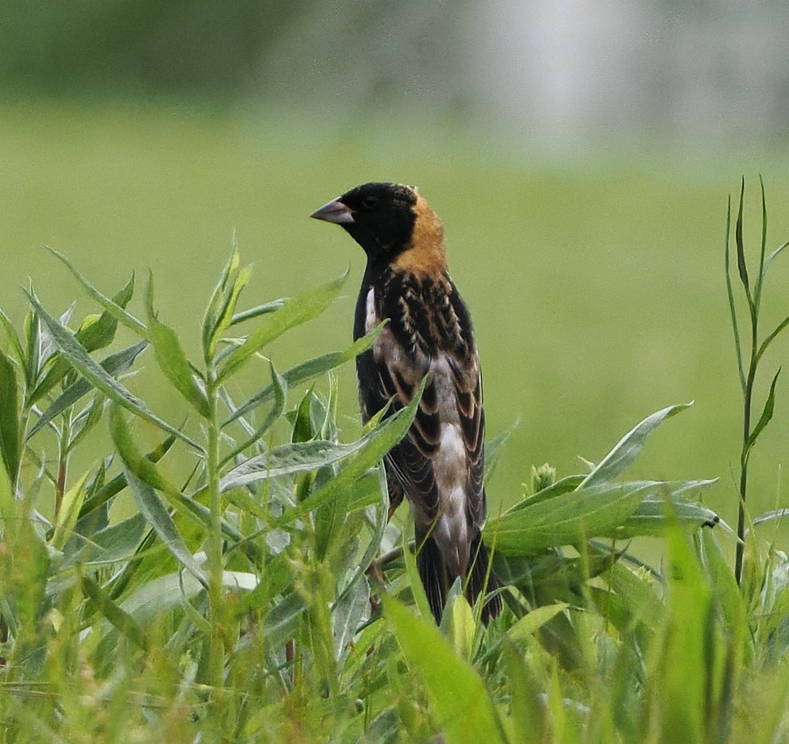 Bobolink - ML618380111