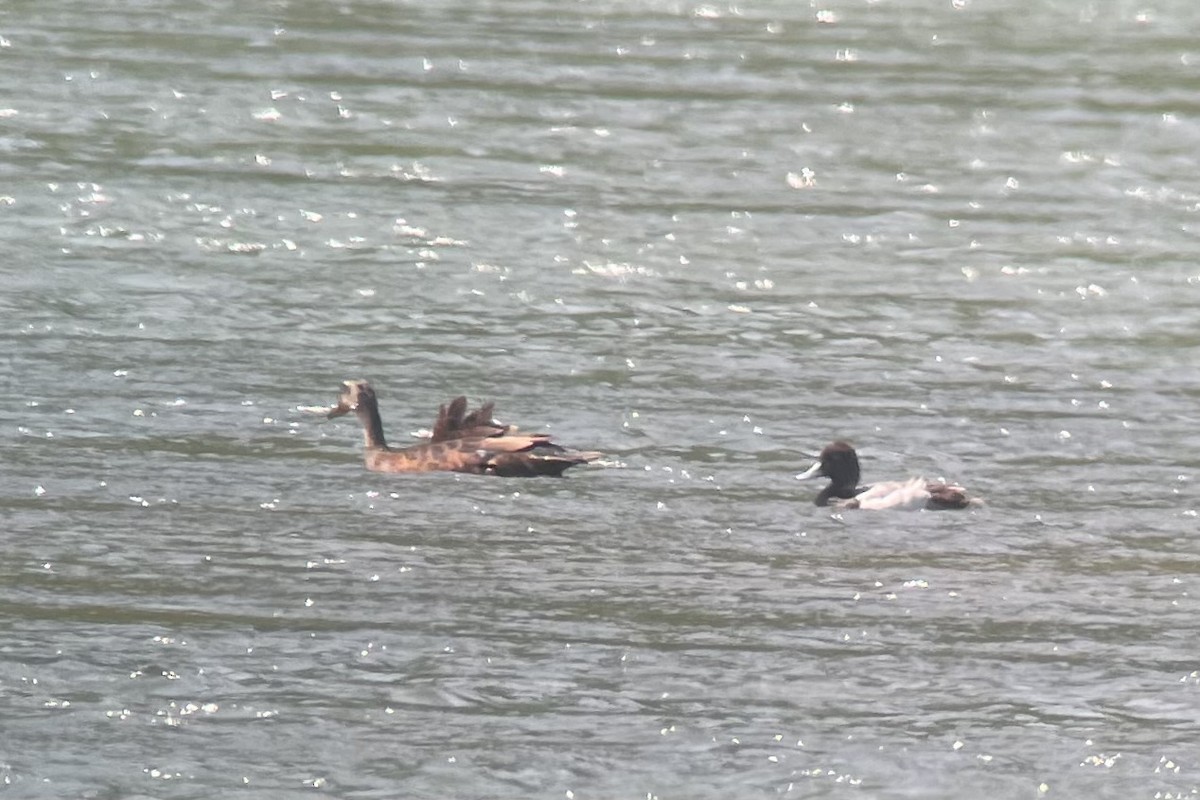 Lesser Scaup - ML618380112