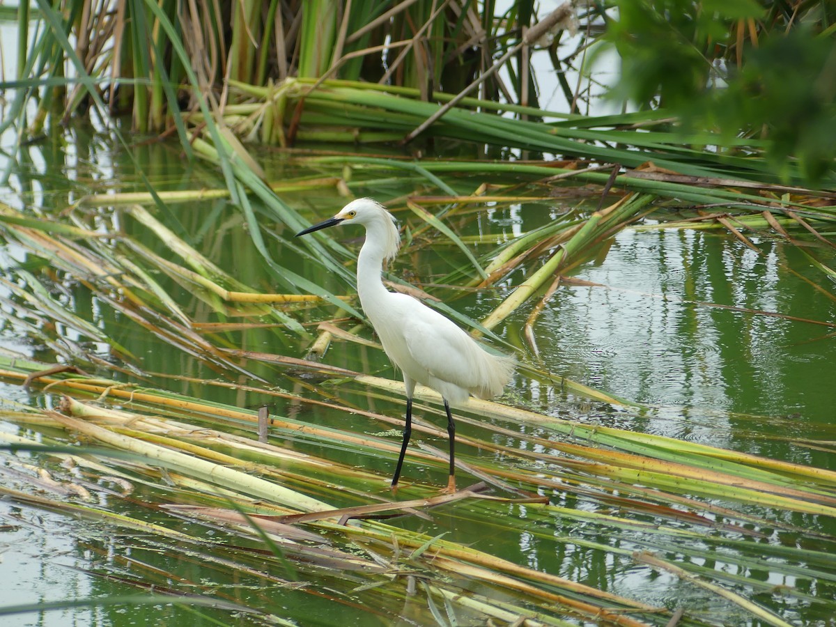 Aigrette neigeuse - ML618380183