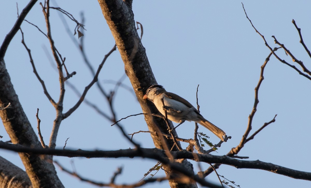 Gray-headed Parrotbill - ML618380195