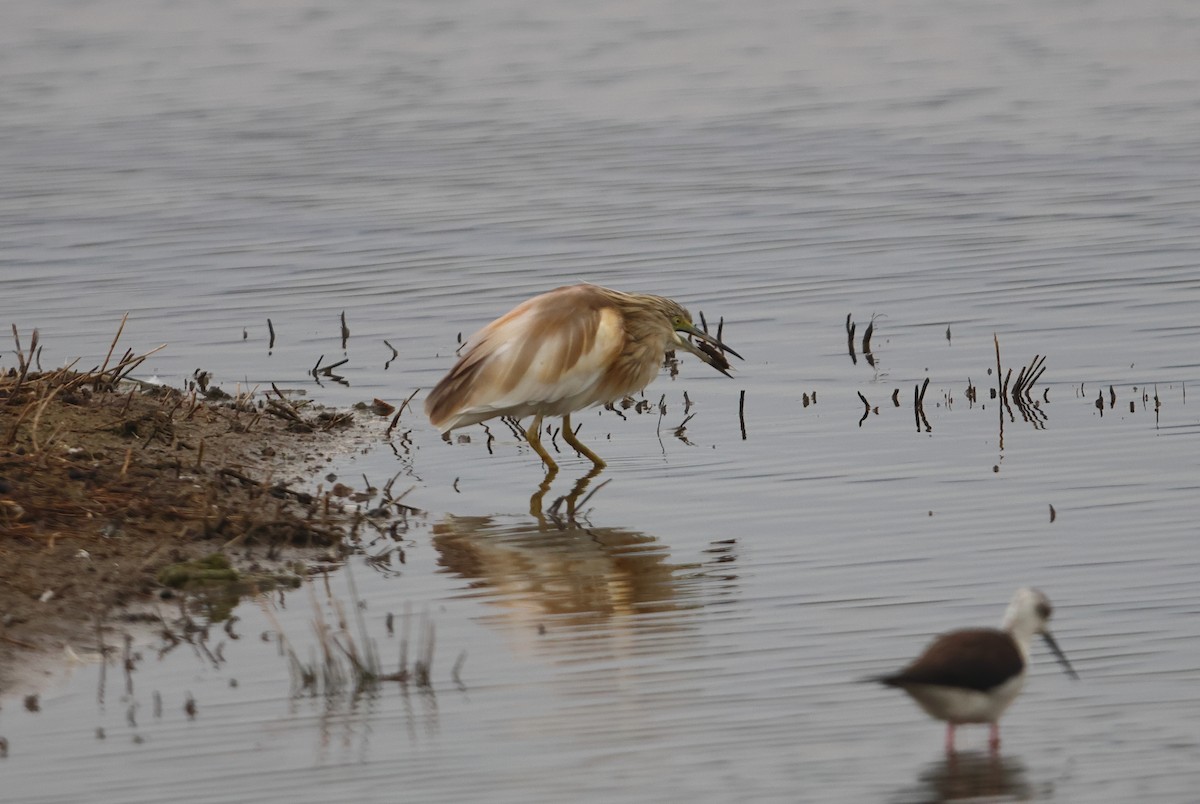 Squacco Heron - Lázaro Garzón