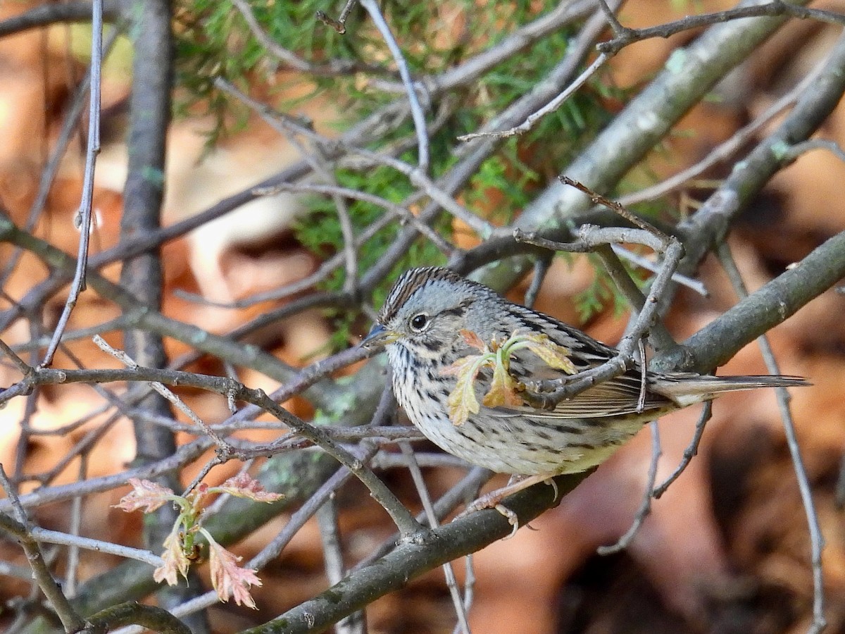 Lincoln's Sparrow - Mark Holle