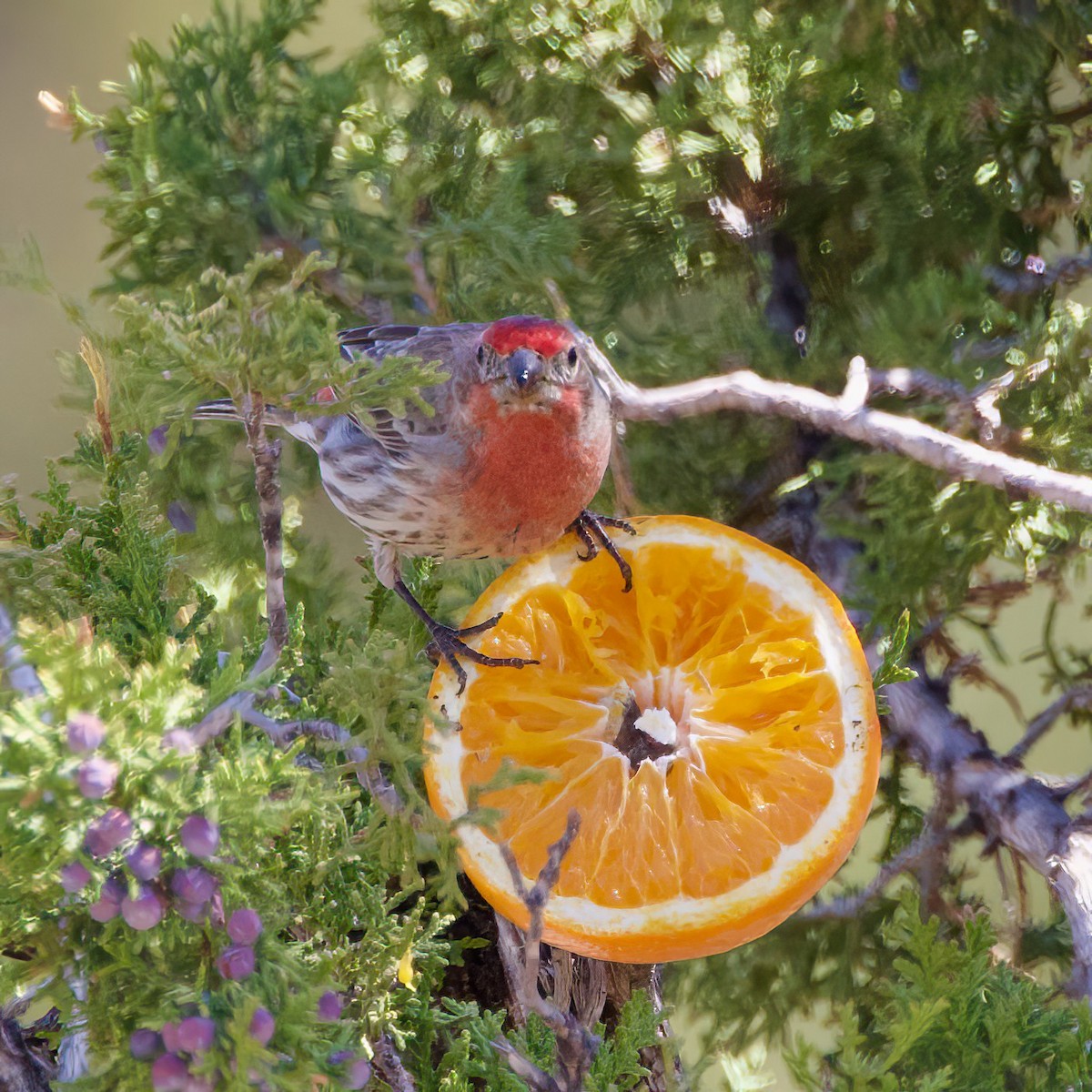 House Finch - Donna Salko