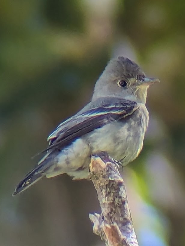 Olive-sided Flycatcher - ML618380268