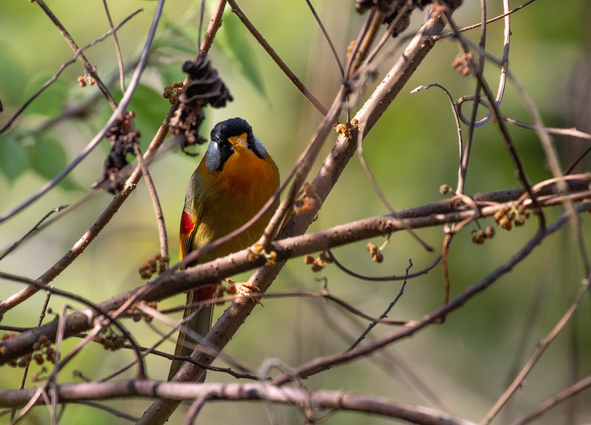 Leiótrix Cariblanco (grupo argentauris) - ML618380278