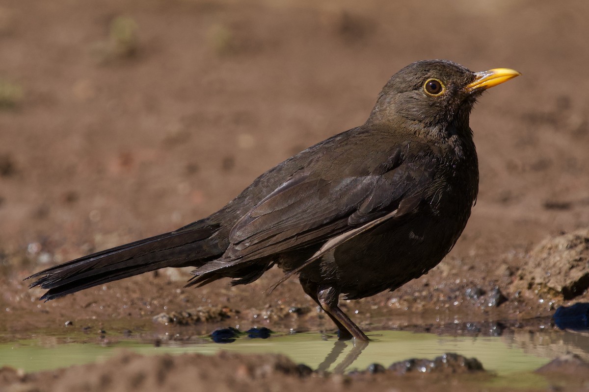 Eurasian Blackbird - ML618380284