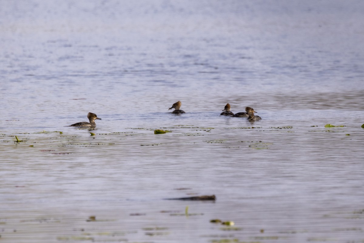 Hooded Merganser - Ed kendall