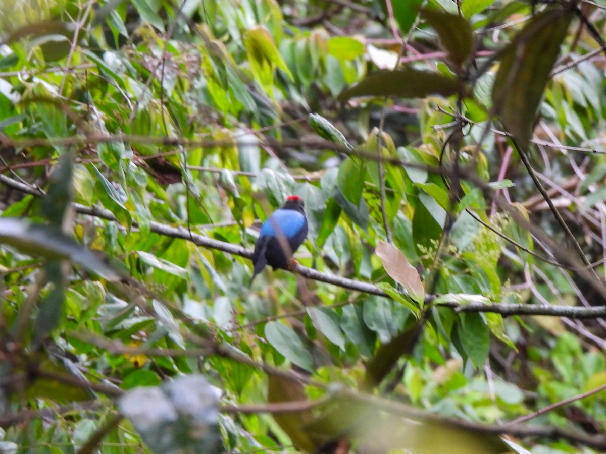 Lance-tailed Manakin - Wilson Ortega